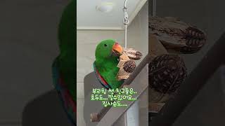 뉴기니아 앵무새 장난감 뜯뜯놀이 feat.마호가니   #뉴기니아 #parrot #동물키우기 #birds #뉴기니아앵무  #동물 #마호가니열매