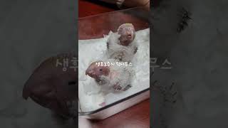 코뉴어 앵무새 #birds #cute