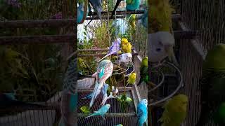 This Amazon bird toy is SO COOL#birds#parrot #birdslover #budgis #lovebirds #budgiegar #cute #health