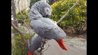 말하는 앵무새 Talking Parrot (Language ability African gray Parrot) [English version]
