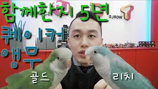 함께한지 5년! 애완조 퀘이커 앵무새 리치 골드 공개