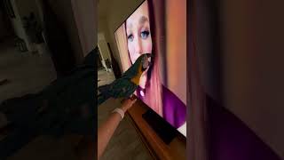 Watching his mom on TV#babybird #birds #cute #babyparrot #macaw #funnyvideo #animalshorts #love