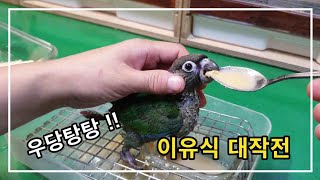 앵무새 이유식 하기 - 사랑앵무, 왕관앵무, 그린칙 코…