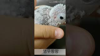 이제 1개월 코뉴어 '자두'