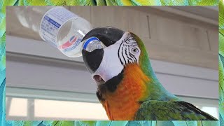 [할리퀸마카우 마르코] 앵무새가 병뚜껑을 따는 법 ㅋㅋㅋ