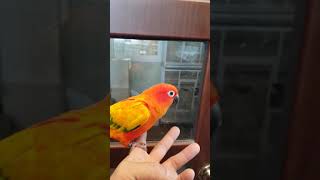 #레드펙터  썬코뉴어