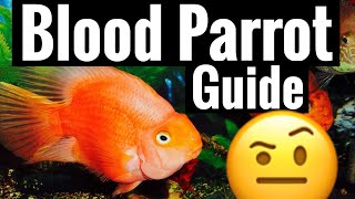 Red Blood Parrot Cichlid Care …