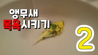 연이의 앵무새 일기 #9 / 앵무새 목욕 / 물만난 물…