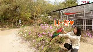 붉은 빛 화려한 앵무새 홍금강 수줍~♥ 알파카월드 (shy parrot with Alpacaworld)