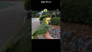 [수리] 앵무새로 장난치지 마세요 / #말하는앵무새 #아마존앵무 #앵무새키우기