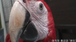 매직캣 마술콘서트에 나타나는 홍금강 '앵두'