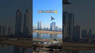 앵무새들도 봄소풍 가요‼️ #아마존앵무새 #코카투 #마…