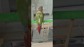 목욕하는 코뉴어 앵두