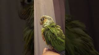 소망이의 물털기(코뉴어)