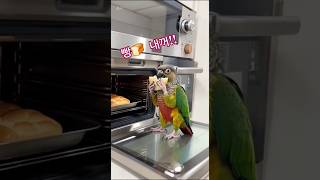 빵먹는 페리 앵무새 코뉴어 #귀여운앵무새 #parrot…