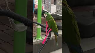 야생 앵무새 발견..