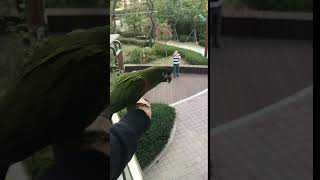 상추 비행 연습(높은 곳에서 낮은 곳으로)