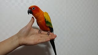 앵무새를 잘 키우려면 4 (새를 한마리만 키우면 이런일…