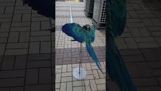 목욕 후 털 말리고 있는 루카 #청금강 #shorts