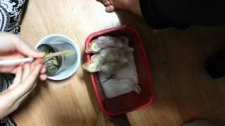 왕관앵무 이유식 먹이기 (Cockatiel Hand Feeding)