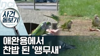 귀여운 외모로 인기끌던 앵무새…‘찬밥 신세’? | 사건…
