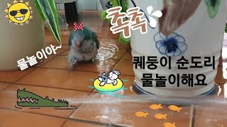 퀘이커앵무새 순도리♡ 워터파크 물놀이해요~유후 (베란다파크)