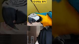 인사하는 앵무새 #macaw #청금강 #청금강앵무새