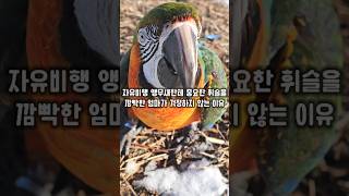 자유비행 5년차 앵무새와의 믿음은 상상초월 이에요 휘슬…