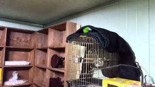 한스 마카우 초롱이