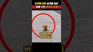 번개에 맞아 날개를 잃은 무지개 앵무새를 구한 여성의 최후