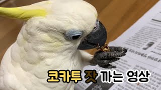 코카투 잣 까는 영상 How cockatoo peel …