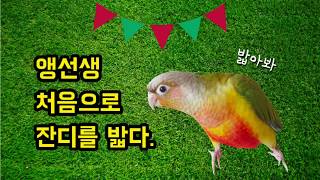 앵무새 잔디밭을 좋아할까요?