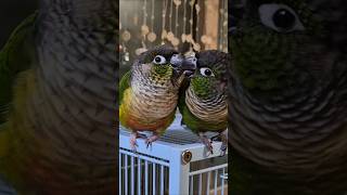 코뉴어앵무새#하랑이 #하봉이#더빙농장#parrot #동…