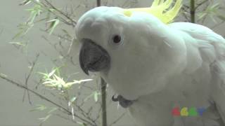 유황앵무 ( Yellow-Crested Cockatoo…
