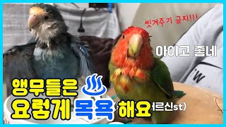 앵무새는 목욕을 하면 못생겨진다고?!