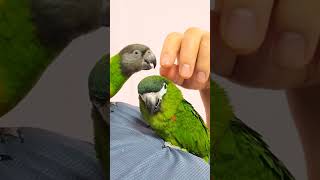 한스마카우, 세네갈 앵무새 #parrot