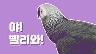 연구대상똘이회색앵무 매일매일새로운말로즐거움을주네요