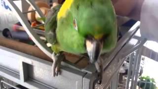 아마존은 말하고 재미 앵무새 포효