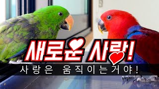 앵무새 꼬꼬 새로운 여친을 만났다!