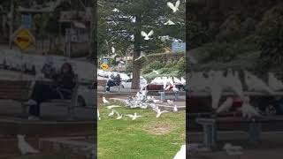 먹이쟁탈전!! 코카투들이 느긋한 사이 갈매기들이 다먹네…