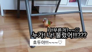 건강한 앵무새 호두의 재롱떨기^^