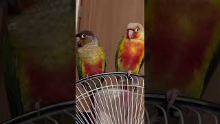 발없이 하품하면서 조는 chill한앵무새 #코뉴어 #앵…