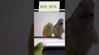 뭘 눌른거야? #앵무새 #퀘이커 #parrot #슬로우…