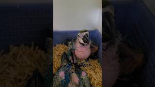 청금강 앵무 #birds #앵무새 #parrot #an…