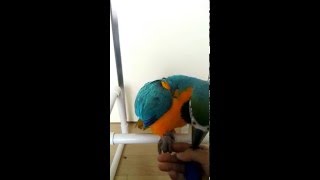 청금강 콴선생 악수 배웠어요. [Blue&Gold Macaw Qwan Handshake training]