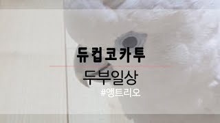 [앵트리오]  듀컵코카투 : 엄마껌딱지  "두부"