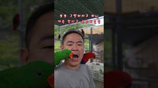 여름철 뉴기니아앵무새들과 야외에서 놀아주기 #eclec…