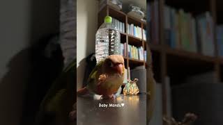生まれてから2ヶ月 #Mandu #ウロコインコ #코뉴어앵…