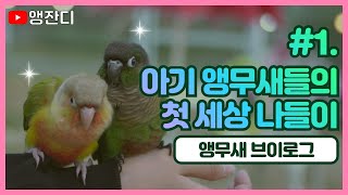[앵무새 브이로그] #1. 아기 앵무새들의 첫 세상 나…