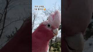 뚜뚜 산책해서 기분 좋대용 #갈라코카투 #앵무새 #코카투